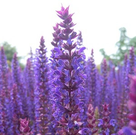 Salvia nem. 'Ostfriesland' geen maat specificatie 0,55L/P9cm - afbeelding 14