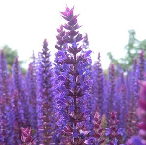 Salvia nem. 'Ostfriesland' geen maat specificatie 0,55L/P9cm - afbeelding 14