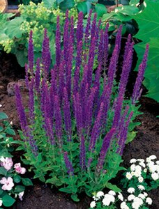 Salvia nem. 'Ostfriesland' geen maat specificatie 0,55L/P9cm - afbeelding 13