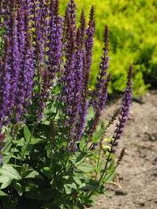 Salvia nem. 'Ostfriesland' geen maat specificatie 0,55L/P9cm - afbeelding 11