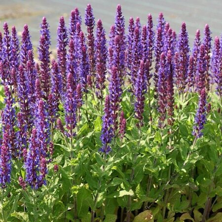 Salvia nem. 'Ostfriesland' geen maat specificatie 0,55L/P9cm - afbeelding 10