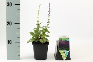 Salvia nem. 'Ostfriesland' geen maat specificatie 0,55L/P9cm - afbeelding 7