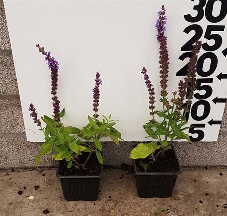 Salvia nem. 'Ostfriesland' geen maat specificatie 0,55L/P9cm - afbeelding 3