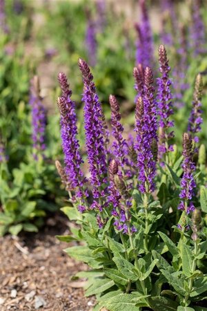 Salvia nem. 'Ostfriesland' geen maat specificatie 0,55L/P9cm - afbeelding 17