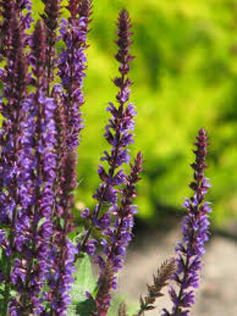 Salvia nem. 'Ostfriesland' geen maat specificatie 0,55L/P9cm - afbeelding 9