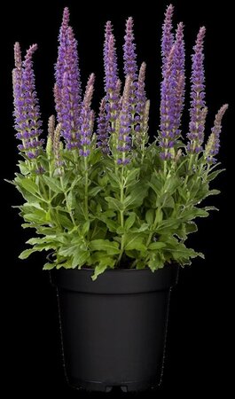 Salvia nem. 'Ostfriesland' geen maat specificatie 0,55L/P9cm - afbeelding 16