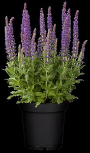 Salvia nem. 'Ostfriesland' geen maat specificatie 0,55L/P9cm - afbeelding 16