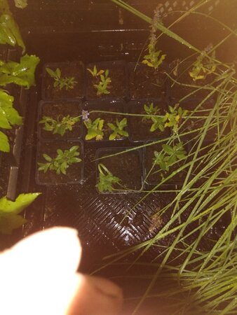 Salvia nem. 'Ostfriesland' geen maat specificatie 0,55L/P9cm - afbeelding 4