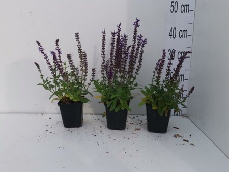Salvia nem. 'Ostfriesland' geen maat specificatie 0,55L/P9cm - afbeelding 2