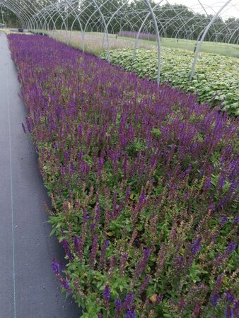 Salvia nem. 'Ostfriesland' geen maat specificatie 0,55L/P9cm - afbeelding 19