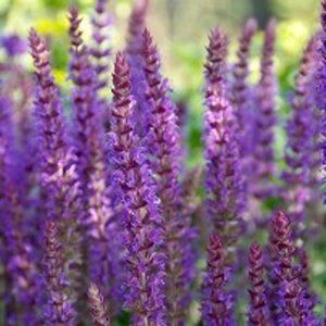 Salvia nem. 'Ostfriesland' geen maat specificatie 0,55L/P9cm - afbeelding 8