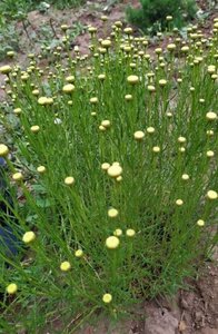 Santolina rosmarinifolia geen maat specificatie 0,55L/P9cm - afbeelding 6