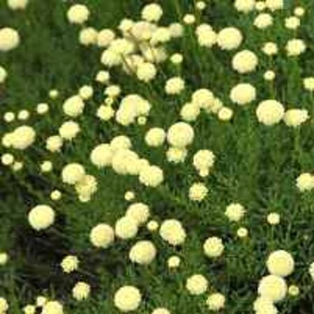 Santolina rosmarinifolia geen maat specificatie 0,55L/P9cm - afbeelding 4