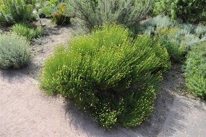 Santolina rosmarinifolia geen maat specificatie 0,55L/P9cm
