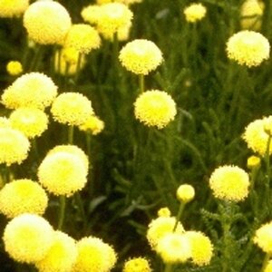 Santolina rosmarinifolia geen maat specificatie 0,55L/P9cm - afbeelding 5