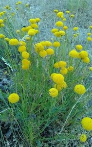 Santolina rosmarinifolia geen maat specificatie 0,55L/P9cm - afbeelding 7