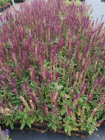 Salvia nem. 'Rose Queen' geen maat specificatie 0,55L/P9cm - afbeelding 2