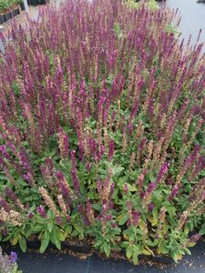 Salvia nem. 'Rose Queen' geen maat specificatie 0,55L/P9cm - afbeelding 2