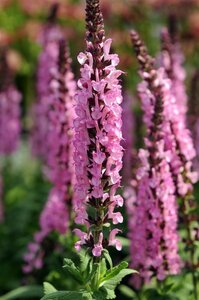 Salvia nem. 'Rose Queen' geen maat specificatie 0,55L/P9cm - afbeelding 2
