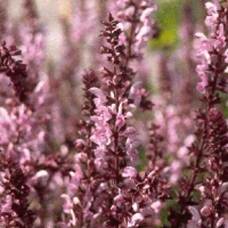 Salvia nem. 'Rose Queen' geen maat specificatie 0,55L/P9cm - afbeelding 3