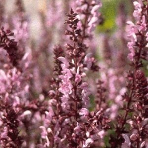 Salvia nem. 'Rose Queen' geen maat specificatie 0,55L/P9cm - afbeelding 3