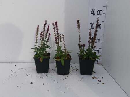 Salvia nem. 'Rose Queen' geen maat specificatie 0,55L/P9cm - afbeelding 3