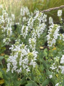 Salvia nem. 'Schneehügel' geen maat specificatie 0,55L/P9cm