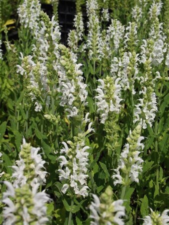 Salvia nem. 'Schneehügel' geen maat specificatie 0,55L/P9cm - afbeelding 2