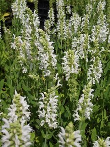 Salvia nem. 'Schneehügel' geen maat specificatie 0,55L/P9cm - afbeelding 2