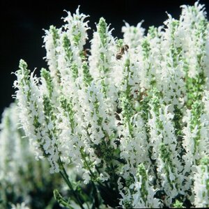 Salvia nem. 'Schneehügel' geen maat specificatie 0,55L/P9cm - afbeelding 2