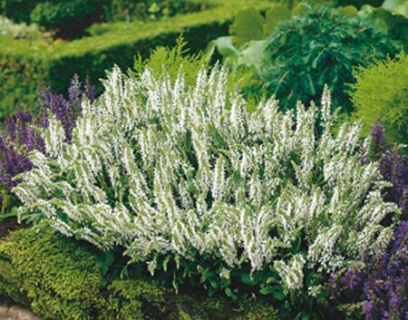 Salvia nem. 'Schneehügel' geen maat specificatie 0,55L/P9cm - afbeelding 3