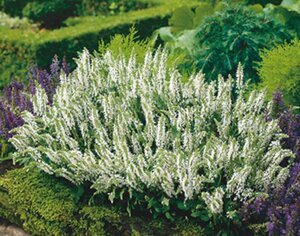 Salvia nem. 'Schneehügel' geen maat specificatie 0,55L/P9cm - afbeelding 3