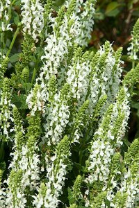 Salvia nem. 'Schneehügel' geen maat specificatie 0,55L/P9cm - afbeelding 4