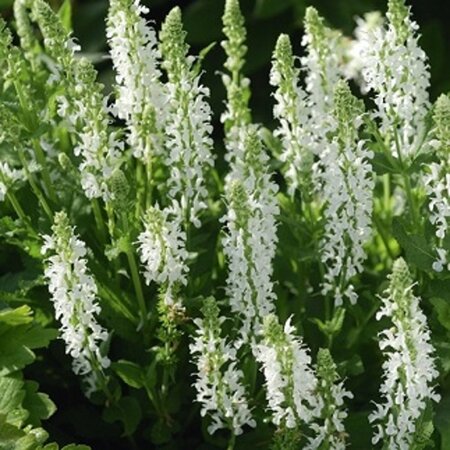 Salvia nem. 'Schneehügel' geen maat specificatie 0,55L/P9cm - afbeelding 5