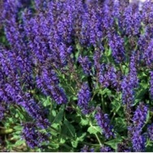 Salvia nem. 'Viola Klose' geen maat specificatie 0,55L/P9cm - afbeelding 1