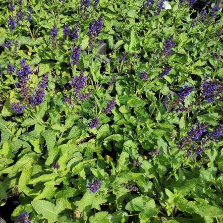 Salvia nem. 'Viola Klose' geen maat specificatie 0,55L/P9cm - afbeelding 2