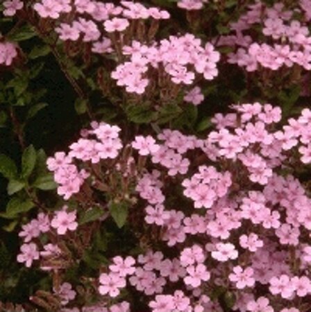 Saponaria ocymoides geen maat specificatie 0,55L/P9cm - afbeelding 4