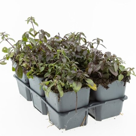 Saponaria ocymoides geen maat specificatie 0,55L/P9cm - afbeelding 4