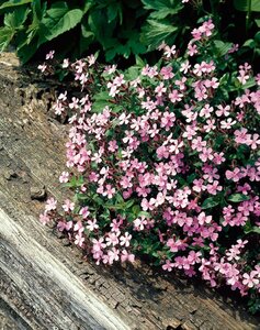 Saponaria ocymoides geen maat specificatie 0,55L/P9cm - afbeelding 5