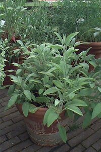 Salvia officinalis geen maat specificatie 0,55L/P9cm - afbeelding 10
