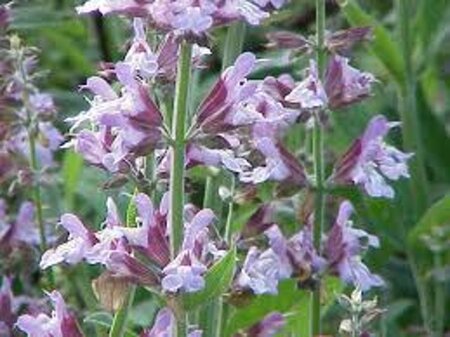 Salvia officinalis geen maat specificatie 0,55L/P9cm - afbeelding 3