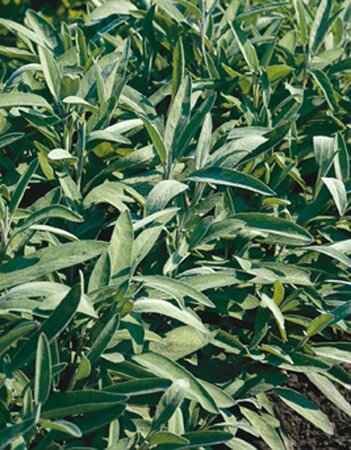 Salvia officinalis geen maat specificatie 0,55L/P9cm - afbeelding 2