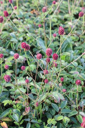 Sanguisorba o. 'Tanna' geen maat specificatie 0,55L/P9cm - afbeelding 5