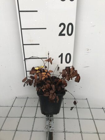 Sanguisorba o. 'Tanna' geen maat specificatie 0,55L/P9cm - afbeelding 8