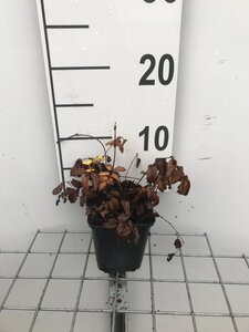 Sanguisorba o. 'Tanna' geen maat specificatie 0,55L/P9cm - afbeelding 8