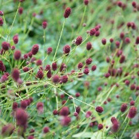 Sanguisorba o. 'Tanna' geen maat specificatie 0,55L/P9cm - afbeelding 5