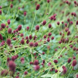 Sanguisorba o. 'Tanna' geen maat specificatie 0,55L/P9cm - afbeelding 5