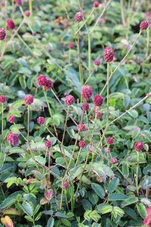 Sanguisorba o. 'Tanna' geen maat specificatie 0,55L/P9cm - afbeelding 6