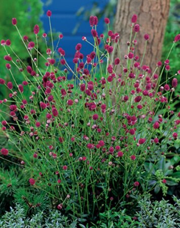 Sanguisorba o. 'Tanna' geen maat specificatie 0,55L/P9cm - afbeelding 6
