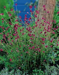 Sanguisorba o. 'Tanna' geen maat specificatie 0,55L/P9cm - afbeelding 6